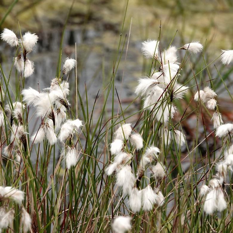 wollegras of veenpluis in het Fochteloërveen
