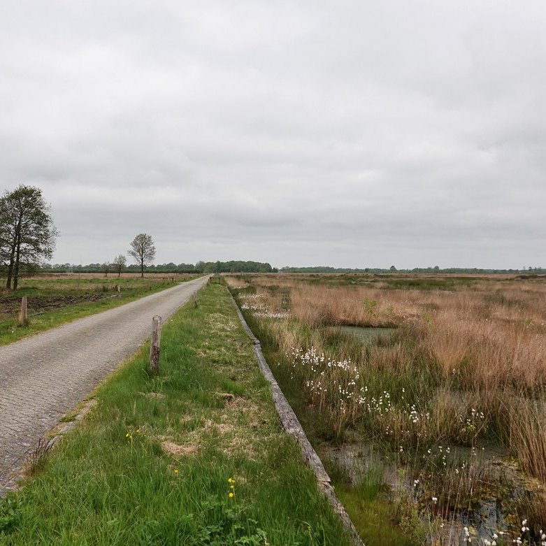in het Fochteloërveen