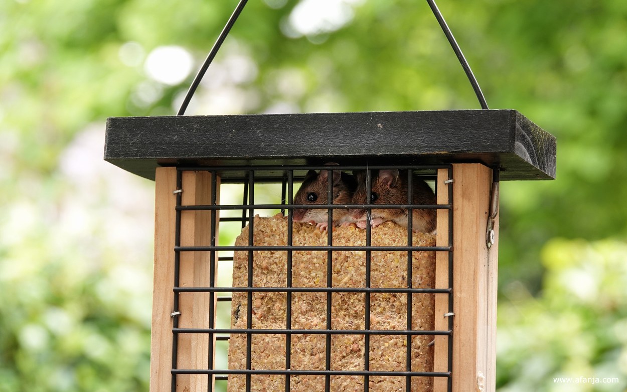 twee muizen zitten in een kooitje op een vetblok voor de vogels