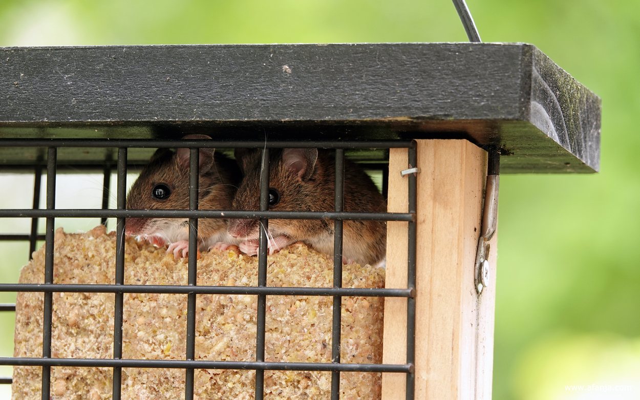 close-up van twee muizen in een kooitje op een vetblok voor de vogels