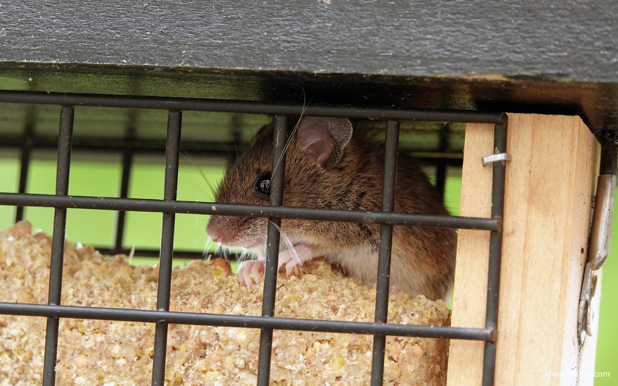 een muis zit in een kooitje op een vetblok voor de vogels
