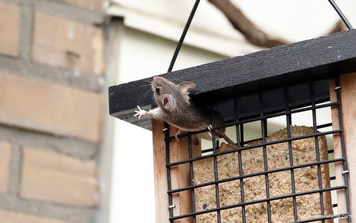 een muis ontsnapt uit het kooitje met het vetblok