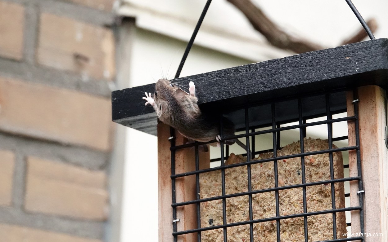 een muis ontsnapt uit het kooitje met het vetblok