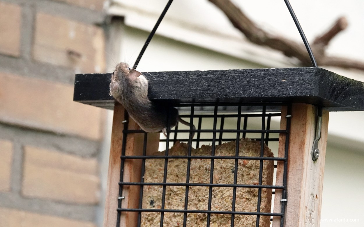 een muis ontsnapt uit het kooitje met het vetblok