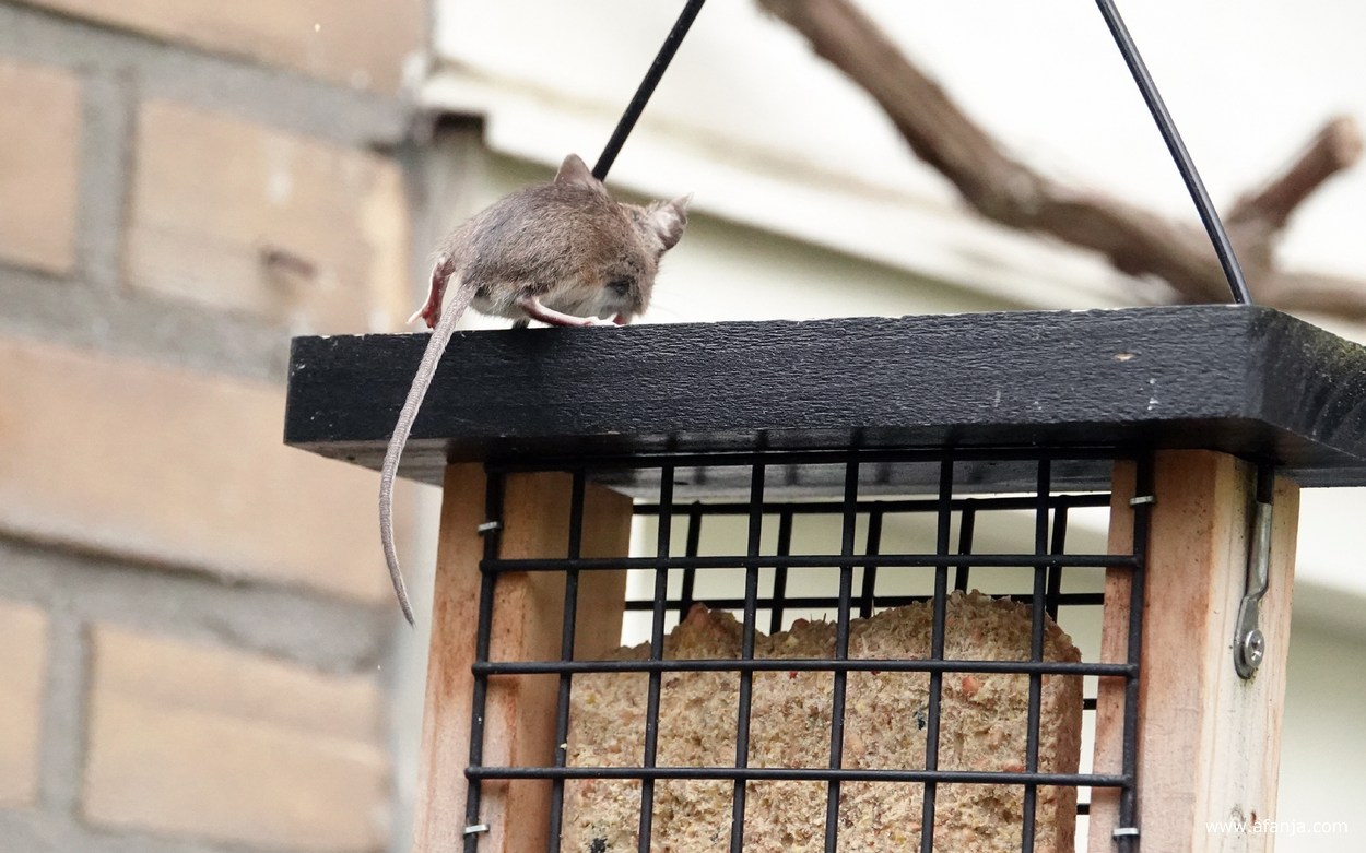 een muis ontsnapt uit het kooitje met het vetblok