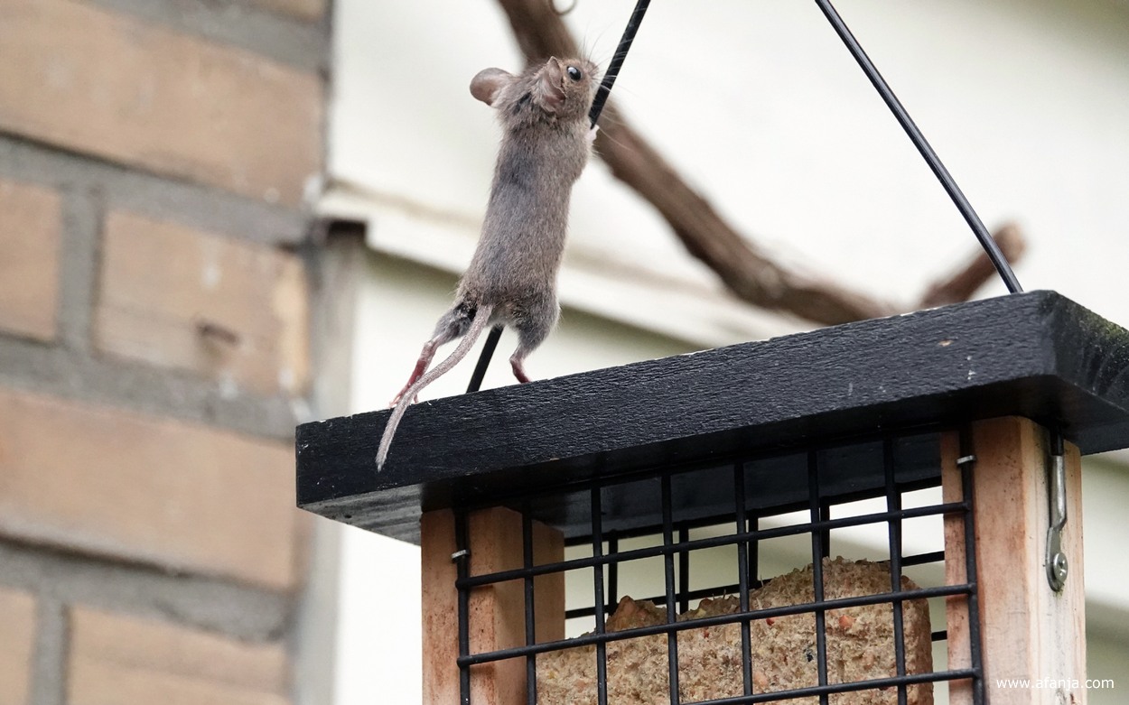 de muis klimt van het vetblok naar de pergola