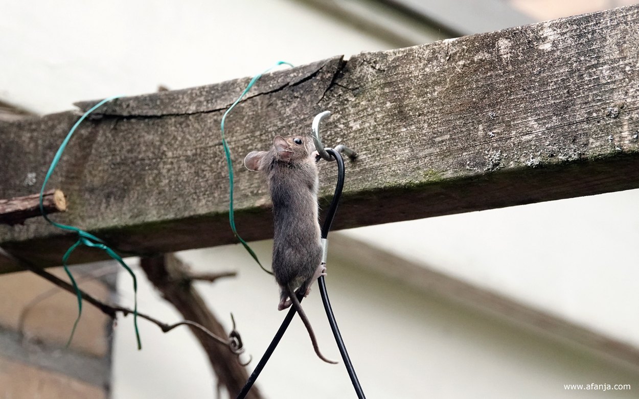 de muis klimt van het vetblok naar de pergola