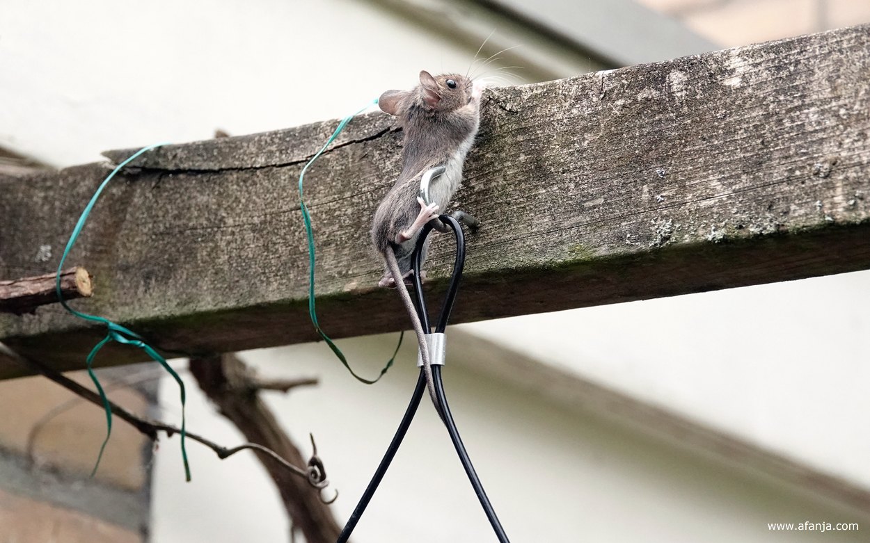 de muis klimt van het vetblok naar de pergola