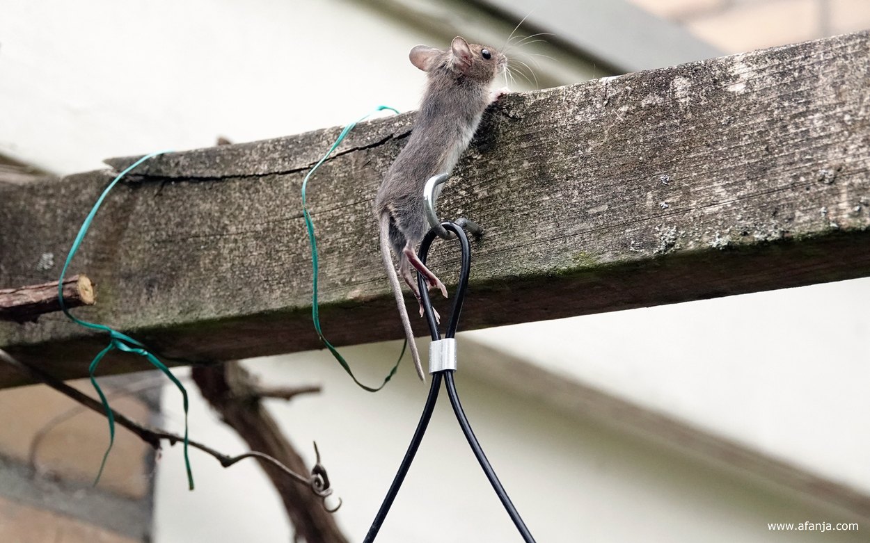 de muis klimt van het vetblok naar de pergola