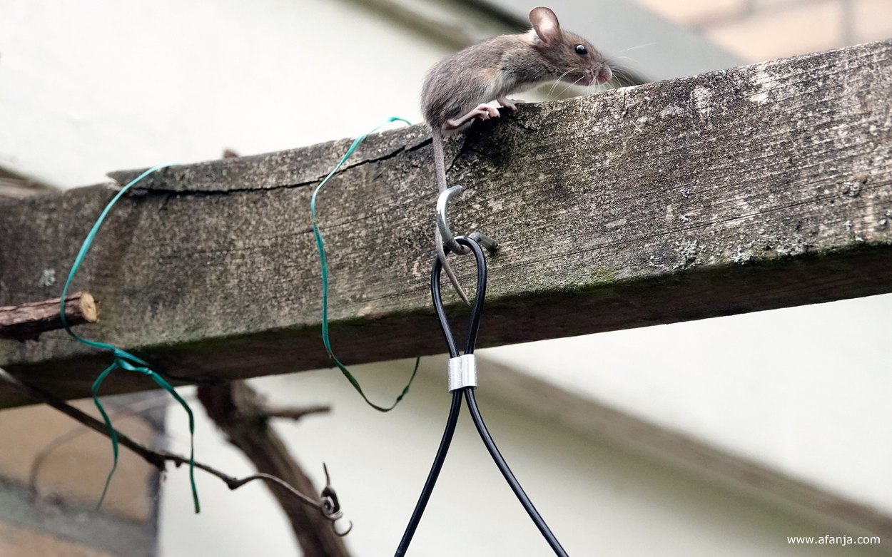 de muis klimt van het vetblok naar de pergola
