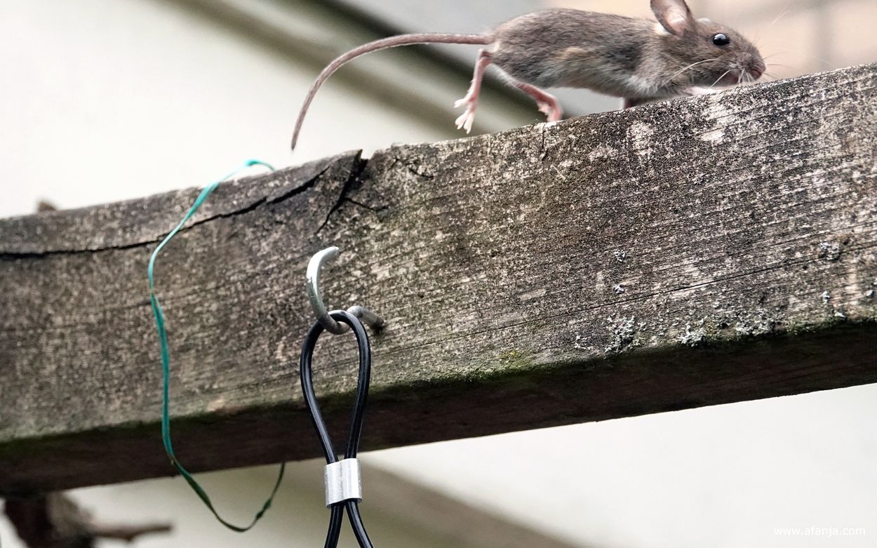 de muis vlucht over de pergola naar de klimop