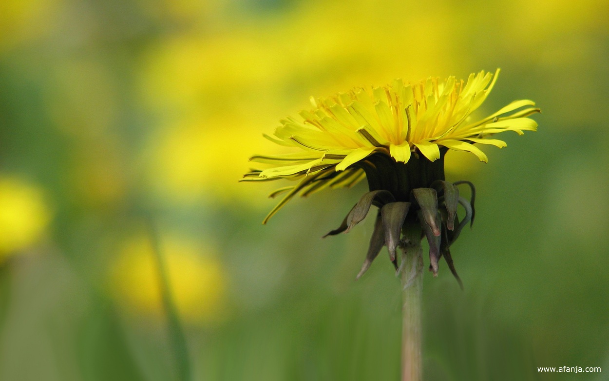 close-up van een frêle paardenbloem
