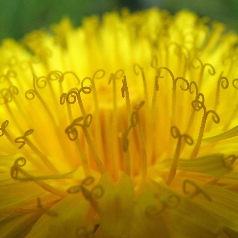close-up van een bloeiende paardenbloem