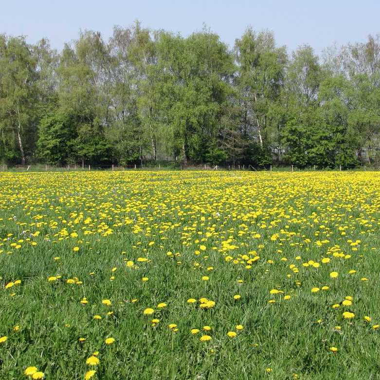 een veld vol paardenbloemen
