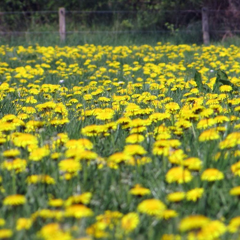 paardenbloemen, veel paardenbloemen