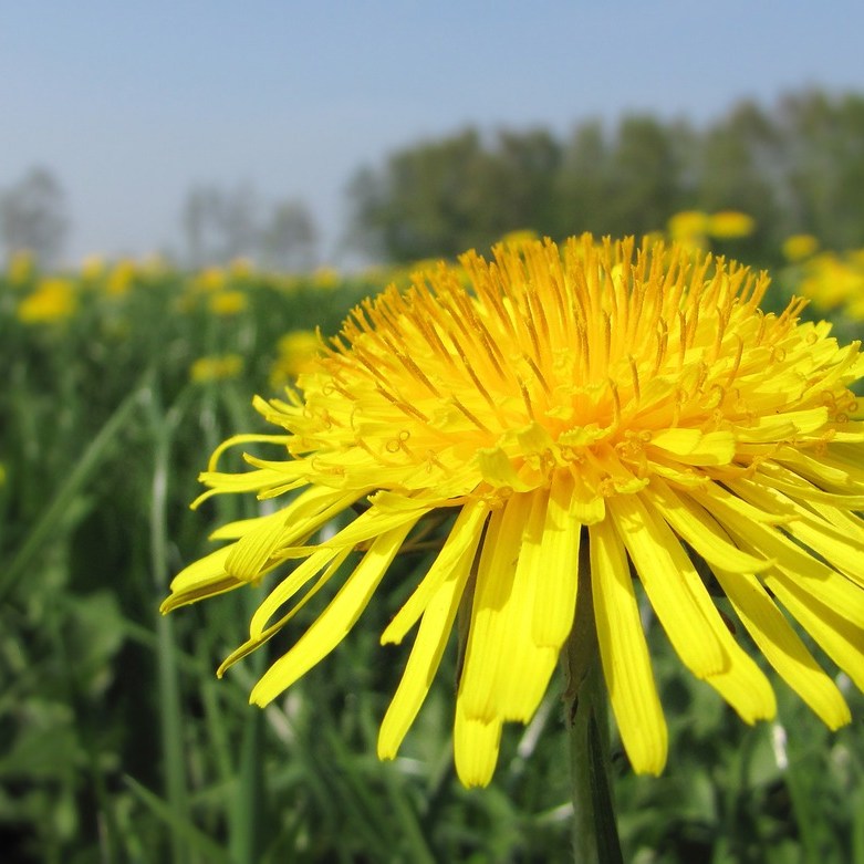 close-up van een paardenbloem