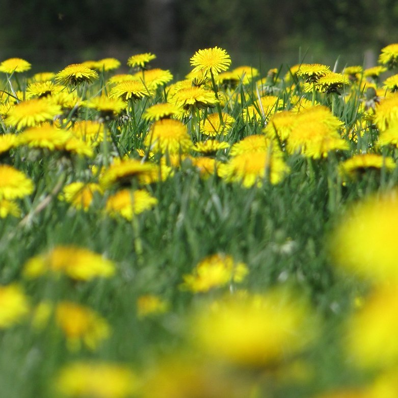 paardenbloemen