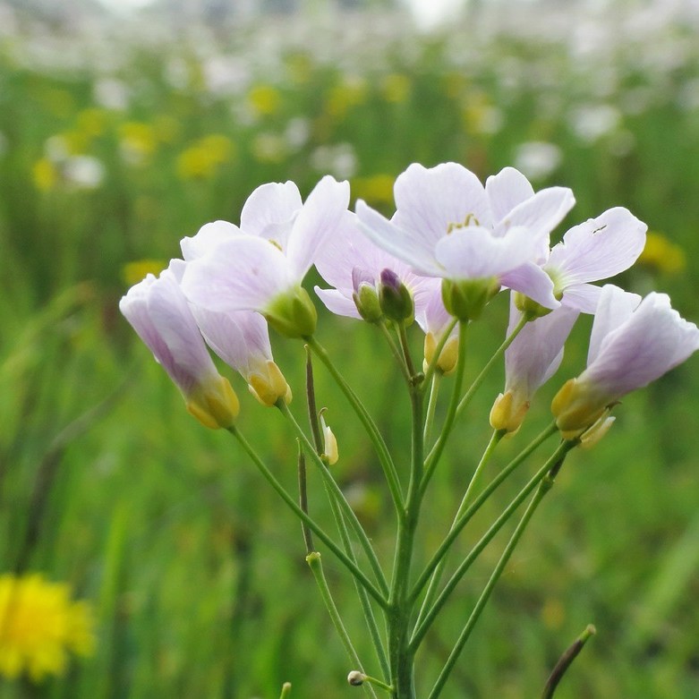 pinksterbloemen