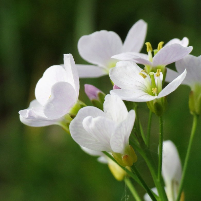 pinksterbloemen