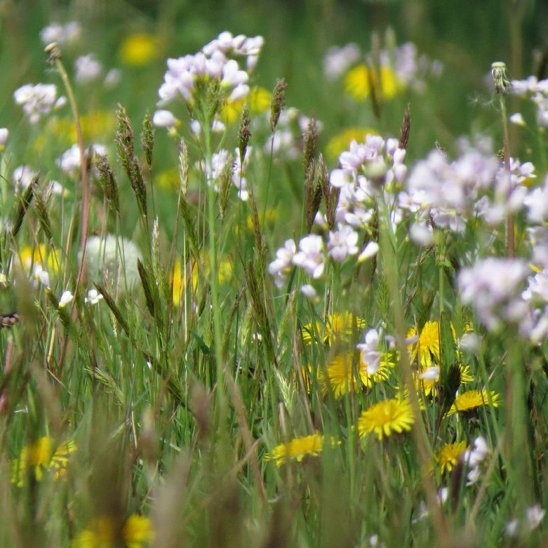pinksterbloemen en paardenbloemen