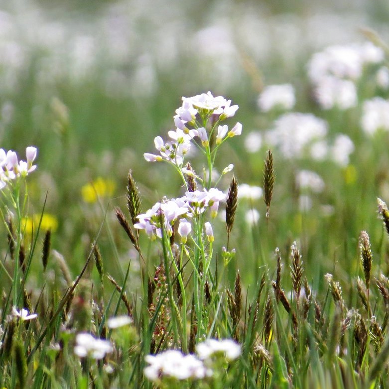 pinksterbloemen en bloeiend gras