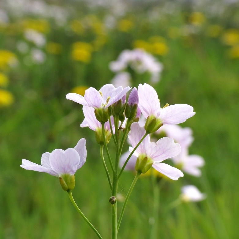 pinksterbloemen