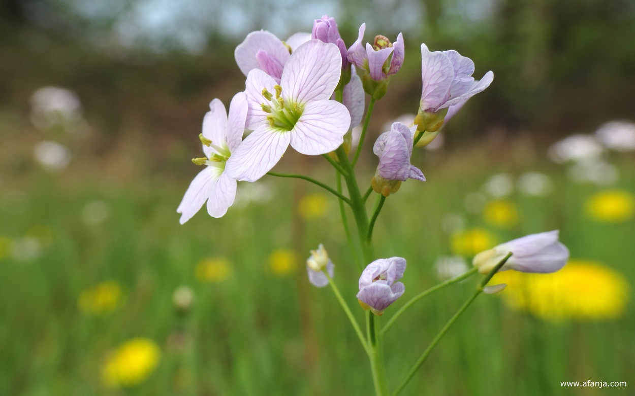 pinksterbloemen