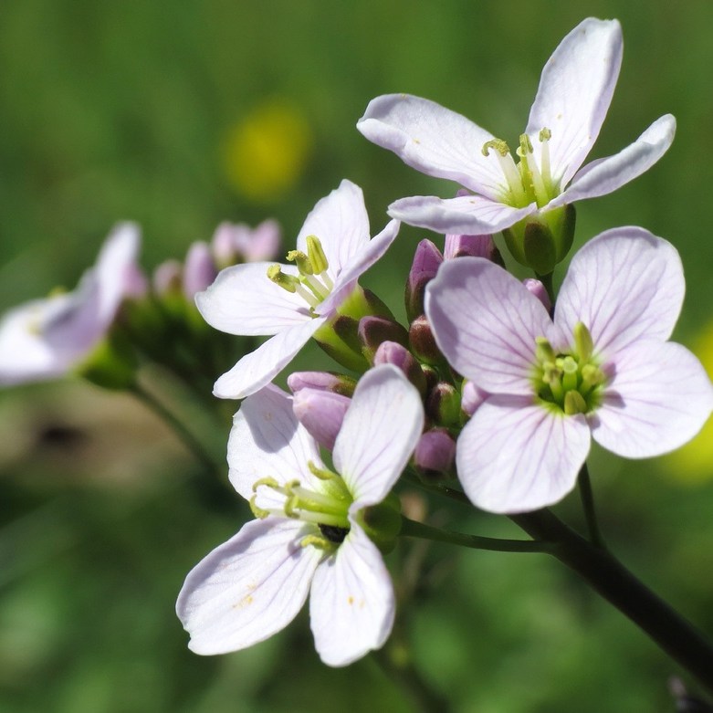 pinksterbloemen