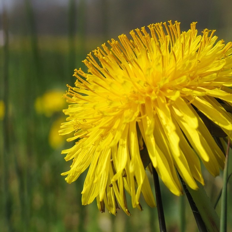 close-up van een paardenbloem in volle bloei