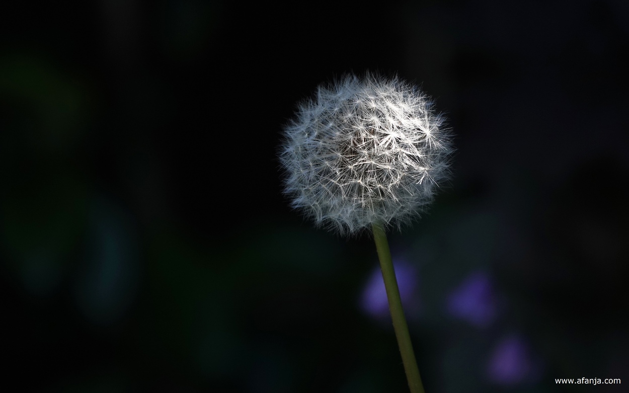 een uitgebloeide paardenbloem in de tuin