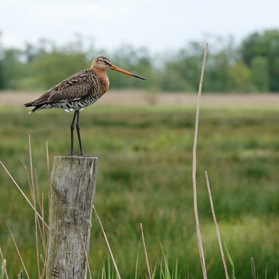 een grutto staat tussen wat rietstengels op een paal