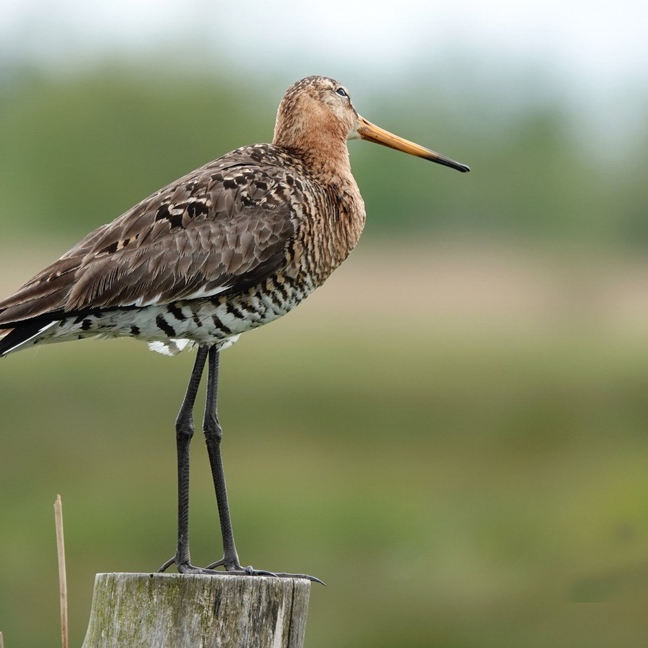 een grutto staat op een paal