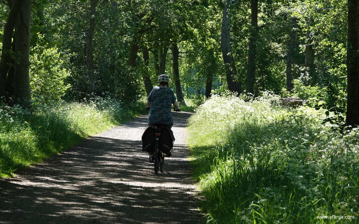 Aafje op fiets tussen bloeiend fluitenkruid