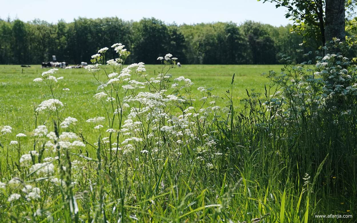 bloeiend fluitenkruid langs het pad