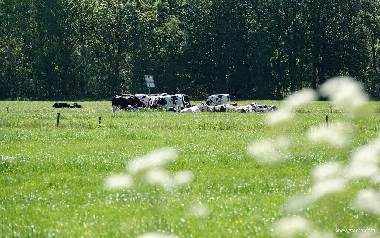 in een weiland achter het fluitenkruid staan en liggen koeien in de brandende zon