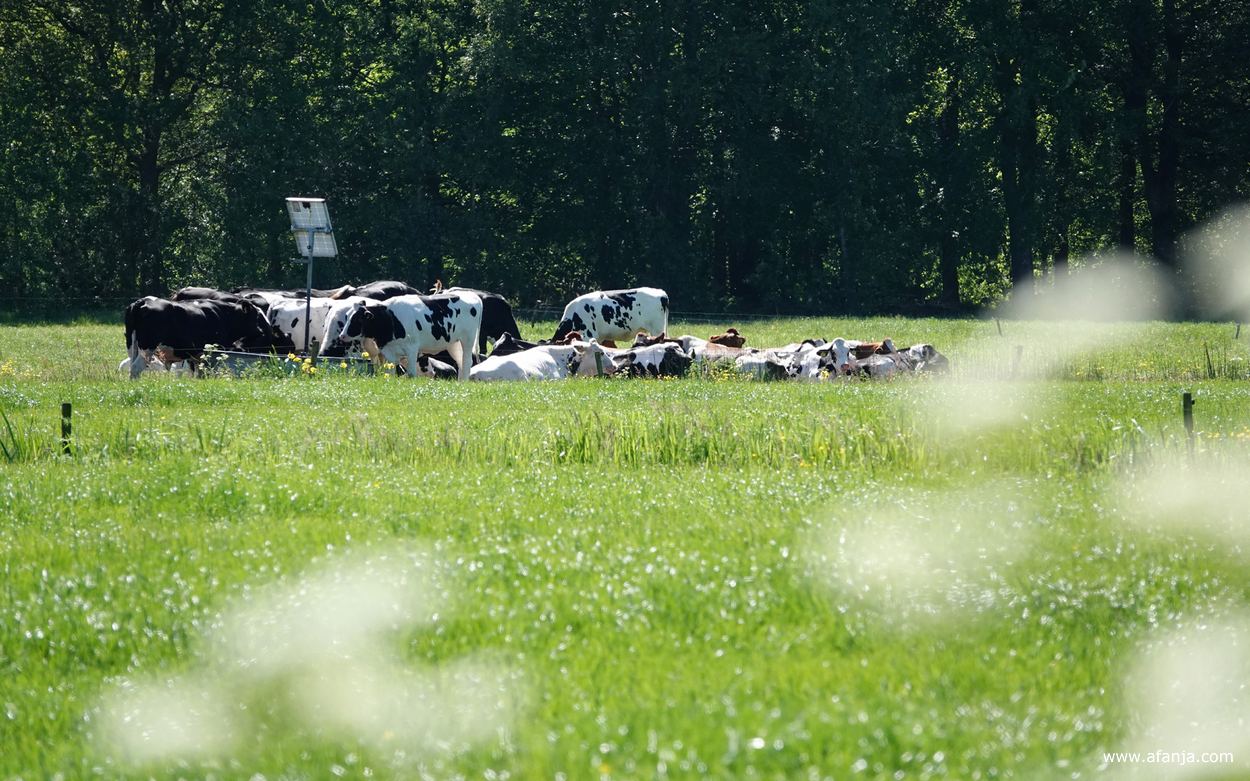 in een weiland achter het fluitenkruid staan en liggen koeien in de brandende zon