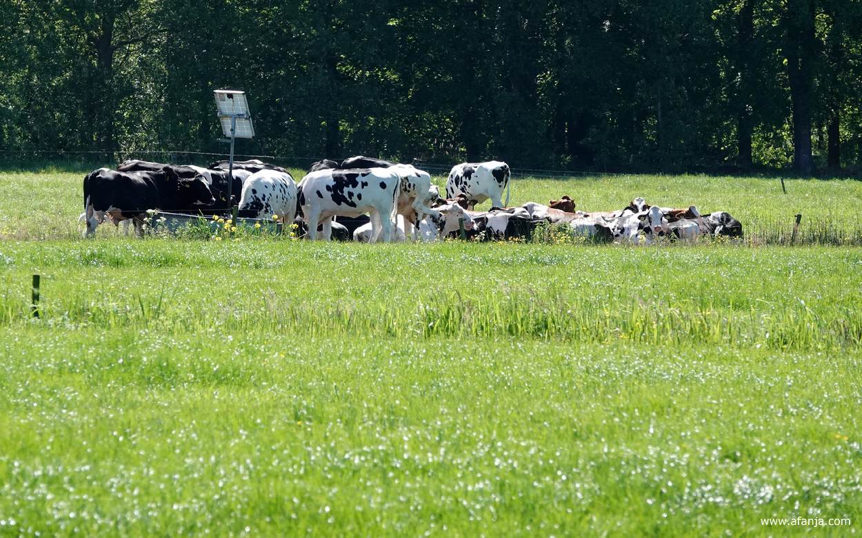 koeien staan en liggen in de brandende zon