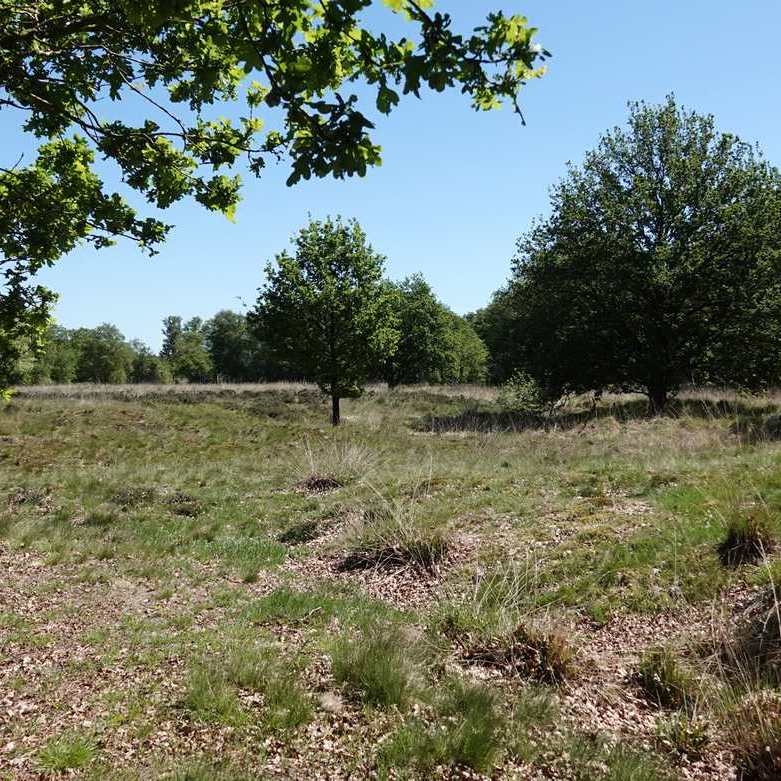 een stukje woeste grond aan de zuidkant van het Weinterper Skar
