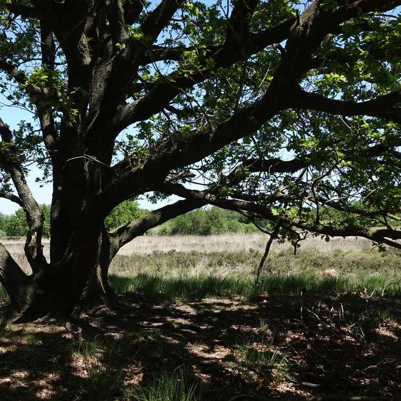 een stukje woeste grond aan de zuidkant van het Weinterper Skar