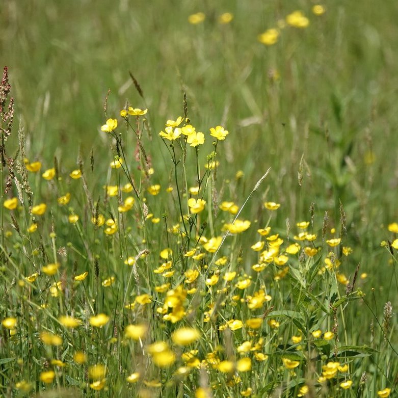 boterbloemen en zuring
