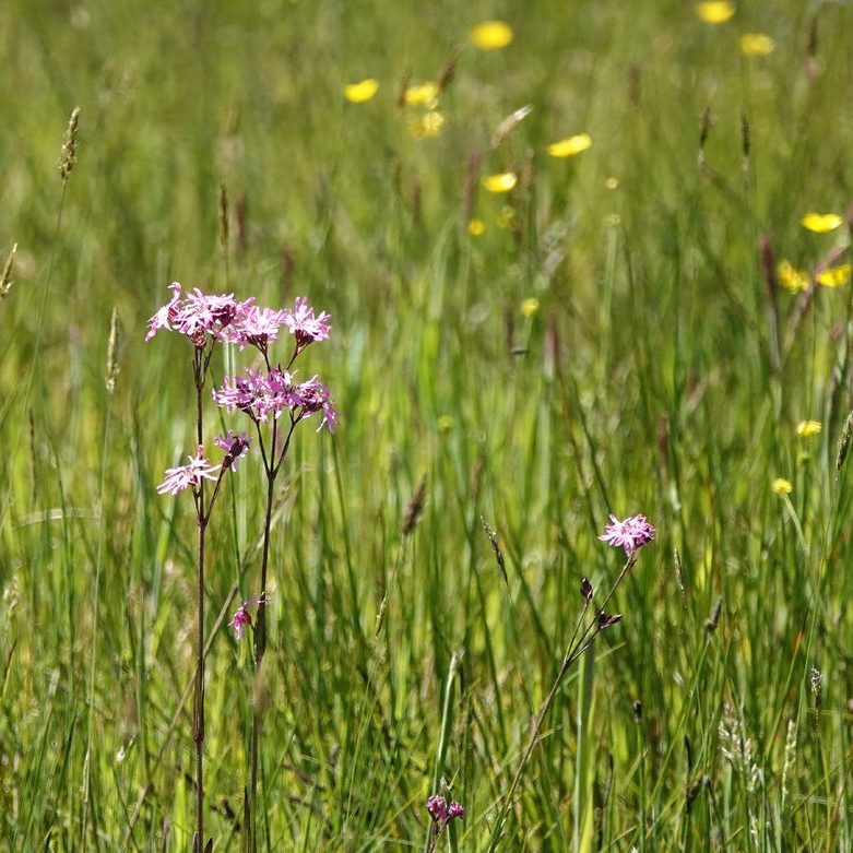 koekoeksbloemen, boterbloemen en grassen