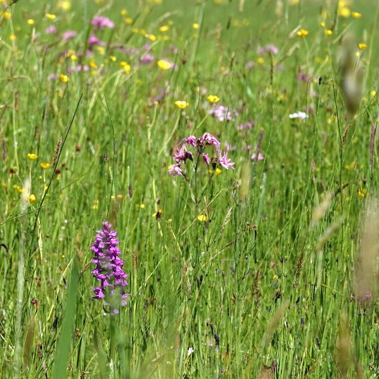 diverse voorjaarsbloeiers en de eerste brede orchis