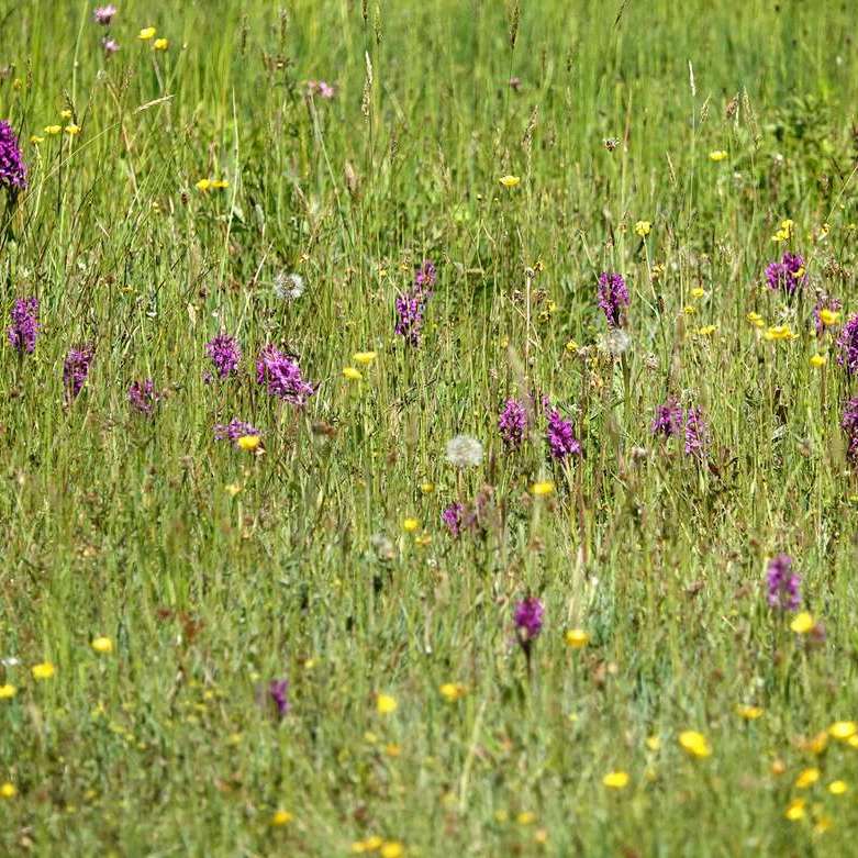 boterbloemen, brede orchissen en enige uitgebloeide paardenbloemen