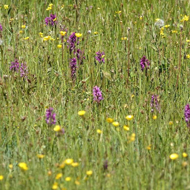 boterbloemen, brede orchissen en enige uitgebloeide paardenbloemen