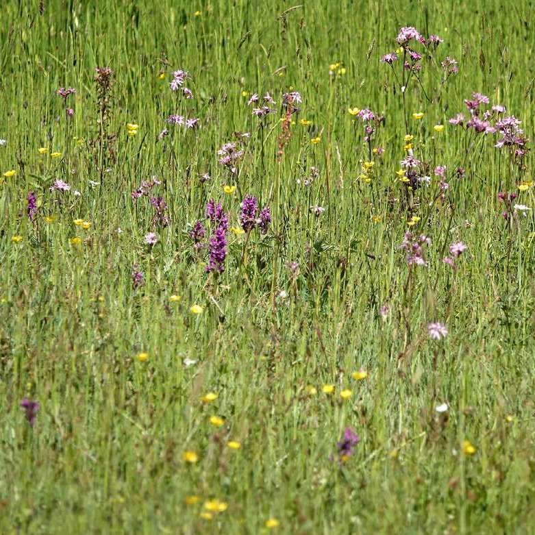 koekoeksbloemen, boterbloemen en brede orchissen