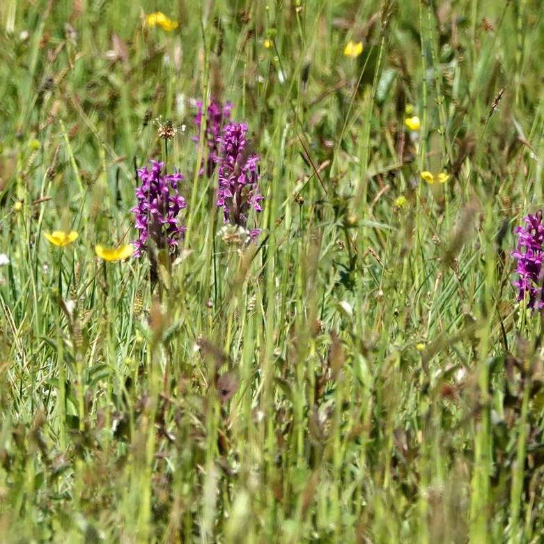 boterbloemen en brede orchissen