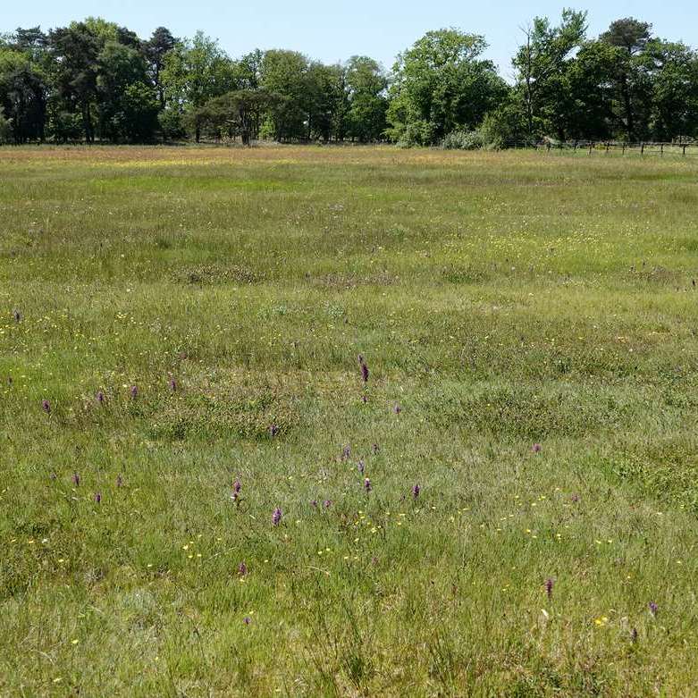 orchissen in een veld langs de Opperhaudmare