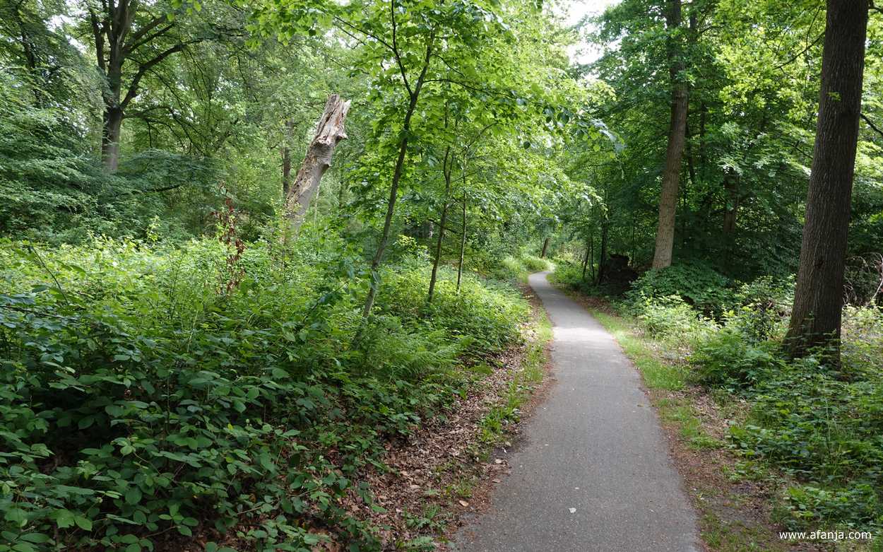 een fietspaadje slingert zich door het bos