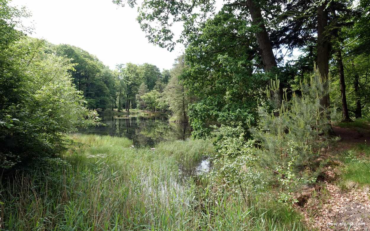 een ven in het bos bij Heidehuizen