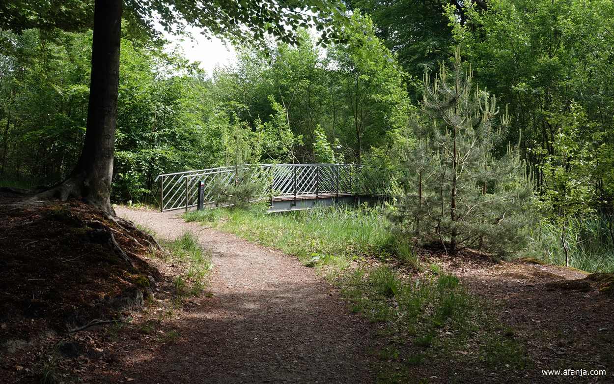 een bruggetje in het bos